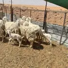 غنم حريات خلفات ودفيع