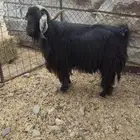تيس فحل