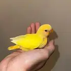 فروخ روز اللوان مميزه