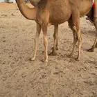 للبيع خلفه ساحليه تحتها قعود كفوو