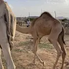 قعود بلدي كفو