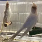 جوز كراون