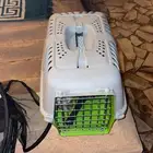 اغراض قطط