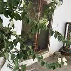 فندقه قطط و طيور عنايه و اهتمام