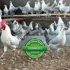 صوص فيومي الامنيوم