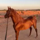 للبيع حصان شعبي جزيري