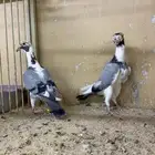حمام كارير