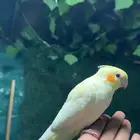 كروان لاتينو اليف وهدد بطل