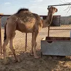 قعود للبيع