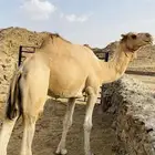 بعير