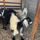 معزا