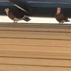 حمام جوز المجمعة سدير