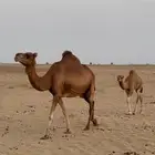 ناقه خلفه