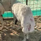 ذبيحه رفيديه