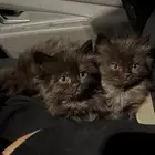 5 كيتنز شيرازيه للتبني