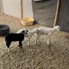 دواغير طيبه