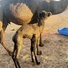 خلفة مجهم مصغر هديه