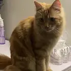 قط شيرازي ذكر للتبني