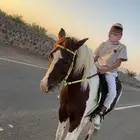 خيل ذكر