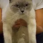 قط هملايا