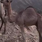 قعدان