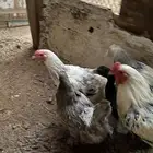 دجاج