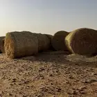 للبيع تبن بر جديد