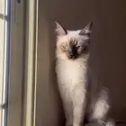 قطه هملايا مفقوده