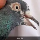 حمام