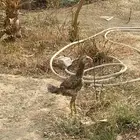 فرخ باكستاني