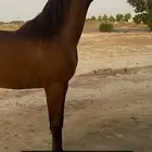 مهرة واهو