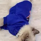 قط ضايع