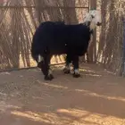 للبيع طلي نجدي سنه جذع ظهره مغلق وطرفه طيب وسليم