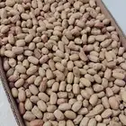 تمر بديره للبيع والكميه محدوده