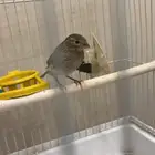 كناري سوري