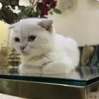 قطو تبني