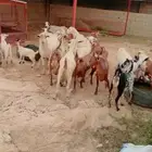 للبيع ماعز من النوع الفاخر