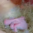 زوج روز البينو مع فرخين