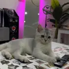 للبيع سكوتش مطع م مع اغراضه