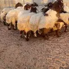 ذبايح جزله 100 تقييم تمارا