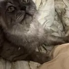 قطط تبني اعمارهم سنه ونص