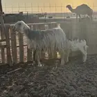 شاه نجديه والد