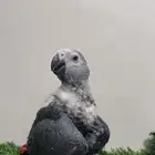 فرخ كاسكو متوفر اقساط