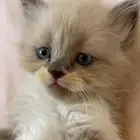 قطه هملايا ب 100