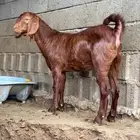 عناقين للبيع