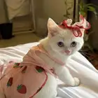 قطط سكوتش ستريت وفولد