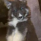 جرو جيرمن للبيع