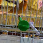 كناري مشمشي صبغه قويه أساس بيور .