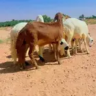 ذبايح سواكن جذعان