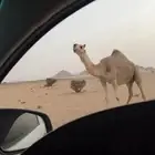 ناقة كفو لقحة لها في لقاحها 3 اشهر ام ثالث مشروطه من كل شي